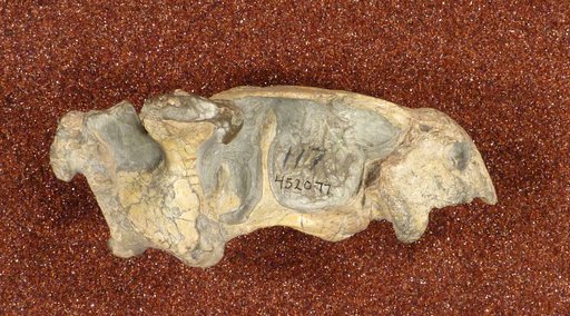 Diictodon feliceps Owen, 1876