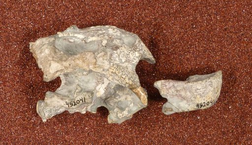 Diictodon feliceps Owen, 1876