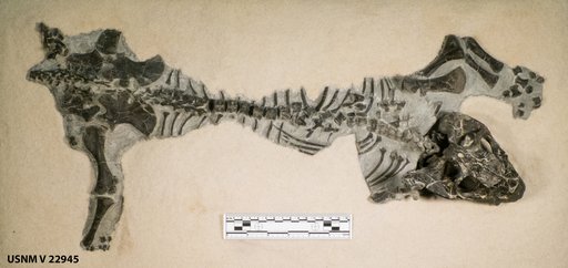 Lystrosaurus curvatus Owen, 1876