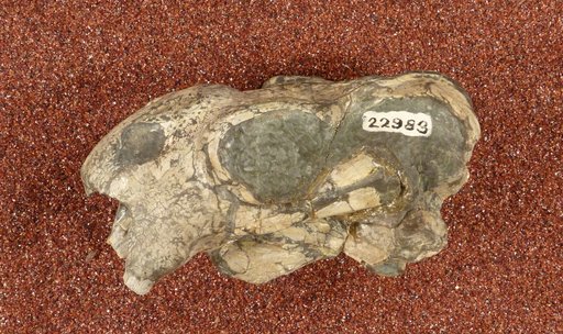 Diictodon feliceps Owen, 1876