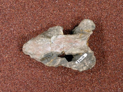 Pristerodon indet. mackayi indet. Huxley