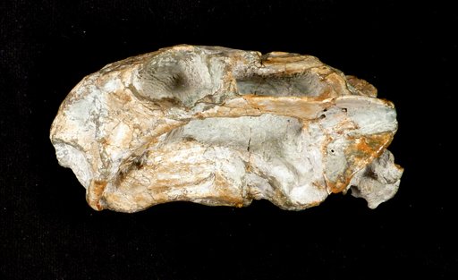 Dicynodon lacerticeps Owen
