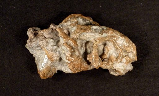 Diictodon feliceps Owen, 1876