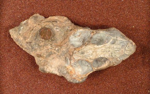 Diictodon feliceps Owen, 1876