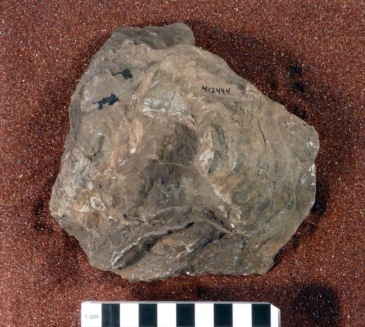 Lystrosaurus sp