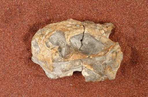 Diictodon feliceps Owen, 1876