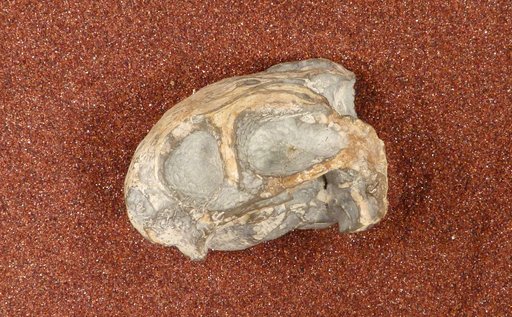 Diictodon feliceps Owen, 1876