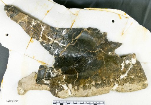 Brachiosaurus sp