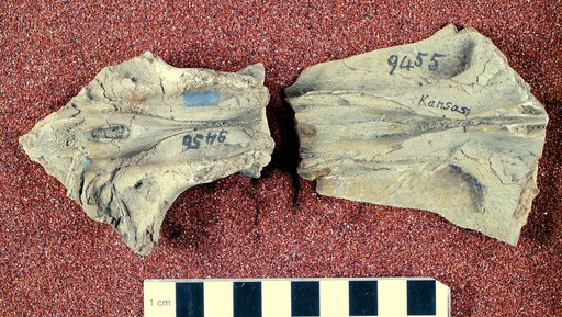 Clidastes affinis Leidy, 1873