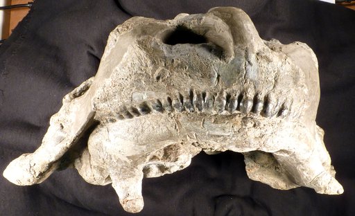 Bradysaurus sp