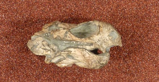 Diictodon feliceps Owen, 1876