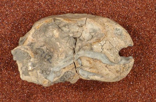 Diictodon feliceps Owen, 1876