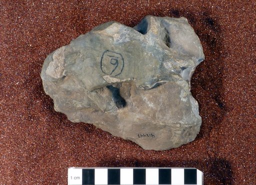 Lystrosaurus cf. murrayi (Huxley, 1859)