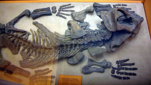Platypodosaurus robustus
