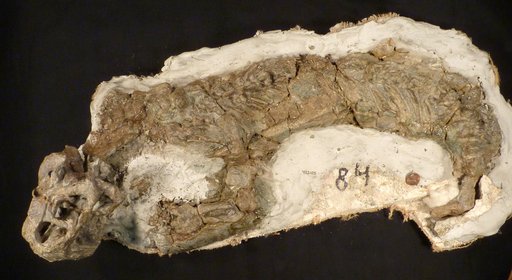 Diictodon feliceps Owen, 1876