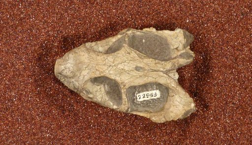 Diictodon feliceps Owen, 1876