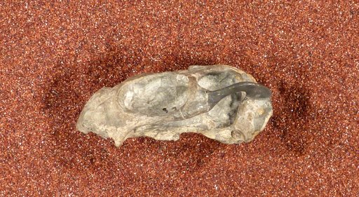Diictodon feliceps Owen, 1876