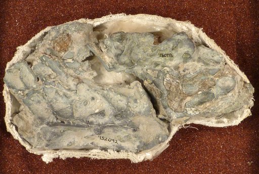 Diictodon feliceps Owen, 1876