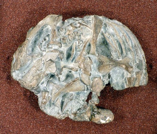 Oudenodon bainii Owen, 1860