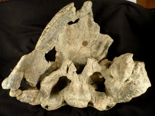 Pareiasaurus sp