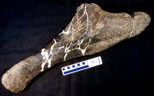 Stegosaurus sp