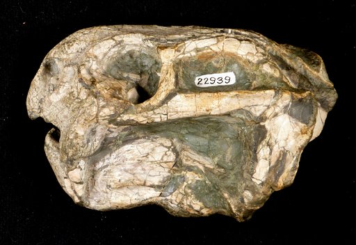 Diictodon feliceps Owen, 1876
