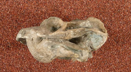 Cistecephalus microrhinus