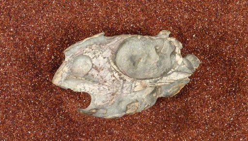 Diictodon feliceps Owen, 1876