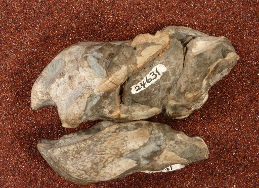Diictodon cf. feliceps Owen, 1876