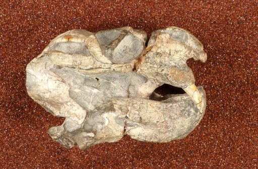 Diictodon feliceps Owen, 1876