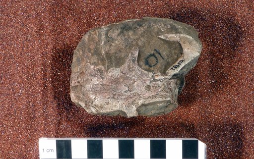 Lystrosaurus curvatus Owen, 1876
