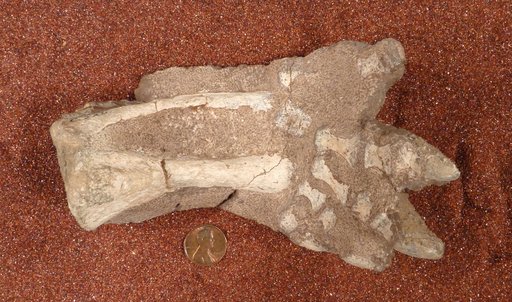 Lystrosaurus sp