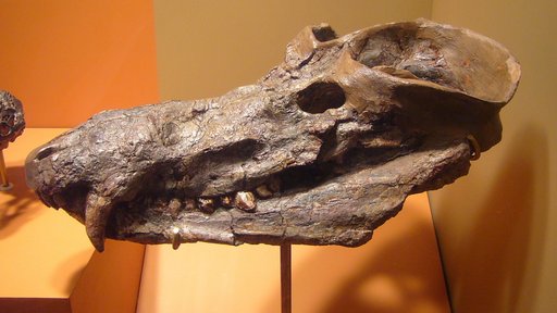 Cynognathus crateronotus Seeley