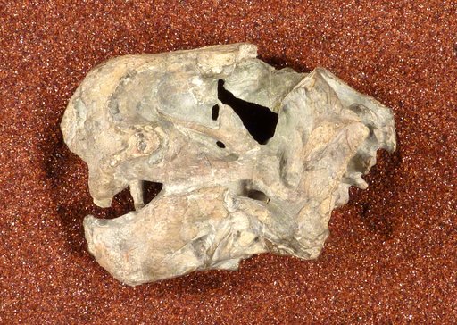 Diictodon feliceps Owen, 1876
