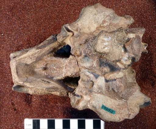 Lystrosaurus murrayi (Huxley, 1859)