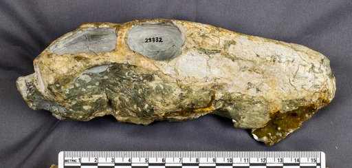 Cyonosaurus longiceps
