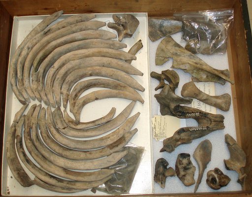 Trichechus sp