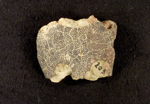 Lydekkerina sp