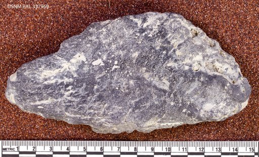 Stegosaurus sp