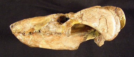 Diademodon tetragonus Seeley, 1894