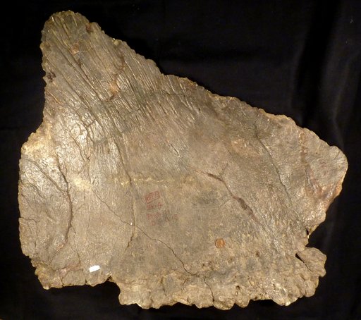 Stegosaurus stenops Marsh, 1887