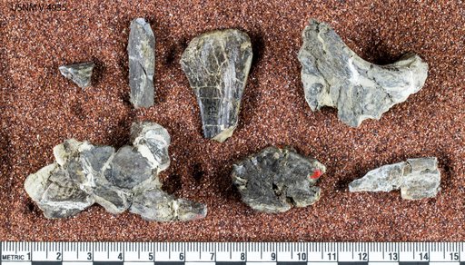Stegosaurus sp