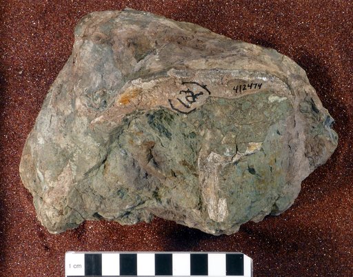 Lystrosaurus murrayi (Huxley, 1859)
