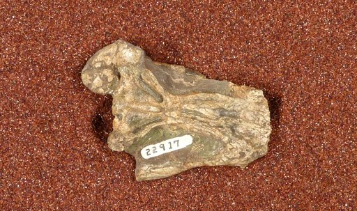 Diictodon feliceps Owen, 1876