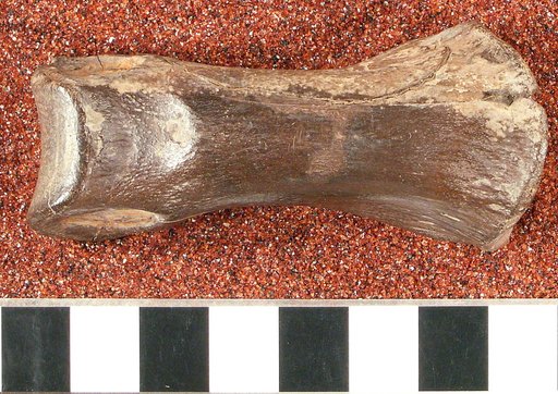 Ornithomimus affinis Gilmore, 1920