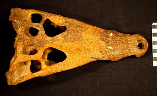 Borealosuchus sternbergii (Gilmore, 1910)