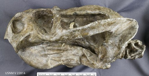 Oudenodon bainii Owen, 1860