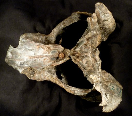 Pelanomodon sp