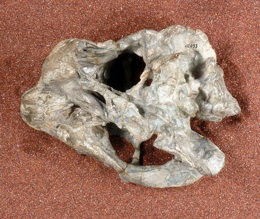 cf. Tropidostoma sp