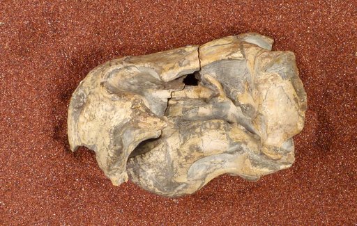 Diictodon feliceps Owen, 1876